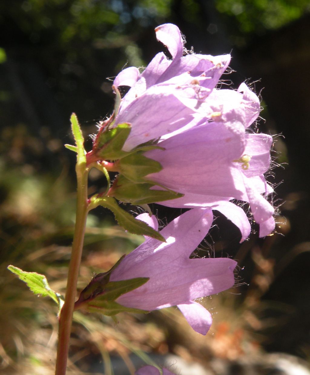 Campanula trachelium